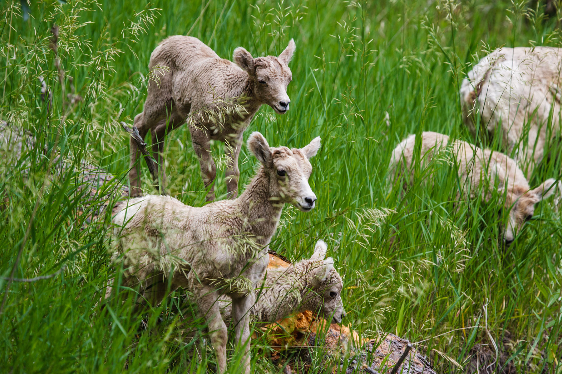 All four bighorn lambs, Custer State Park, South Dakota.  Click for next photo.