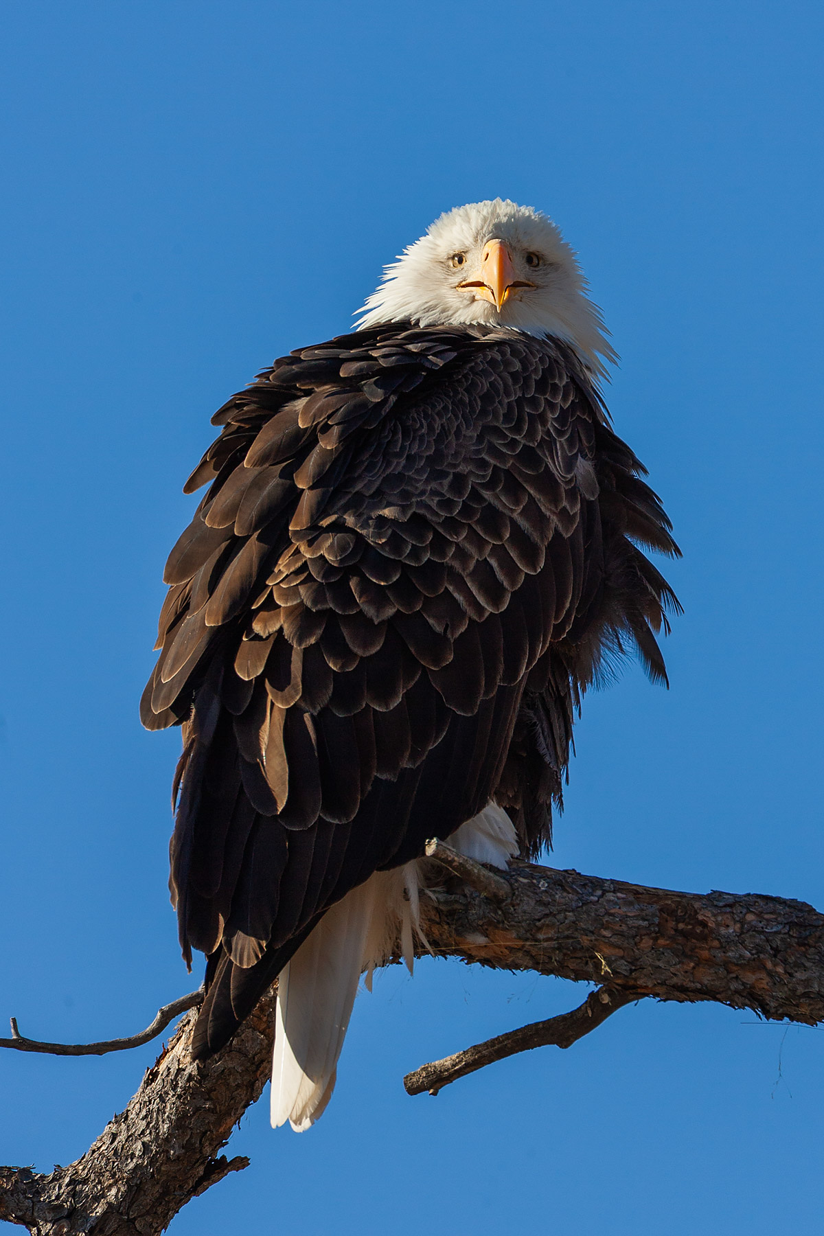 Bald eagle, Custer State Park.  Click for next photo.