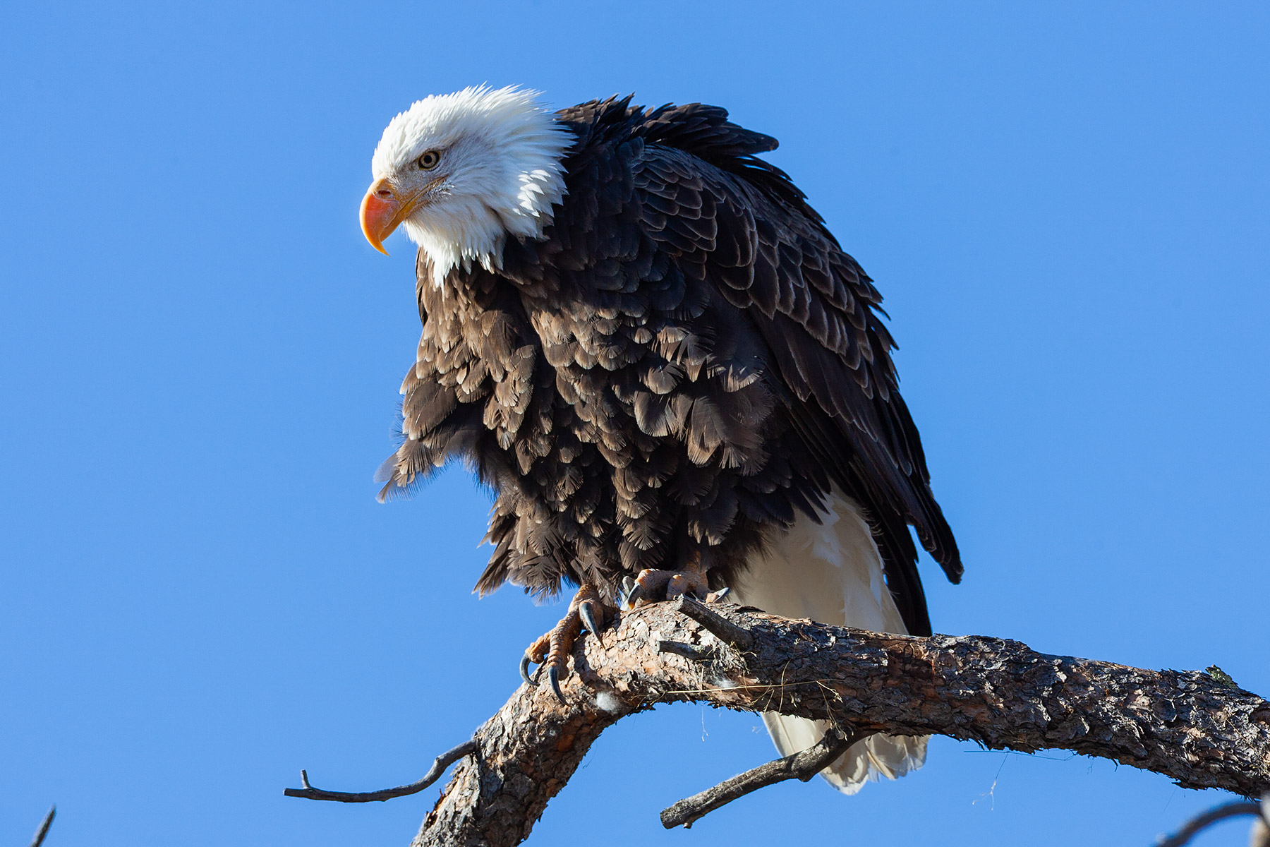 Bald eagle closeup, Custer State Park.  Click for next photo.