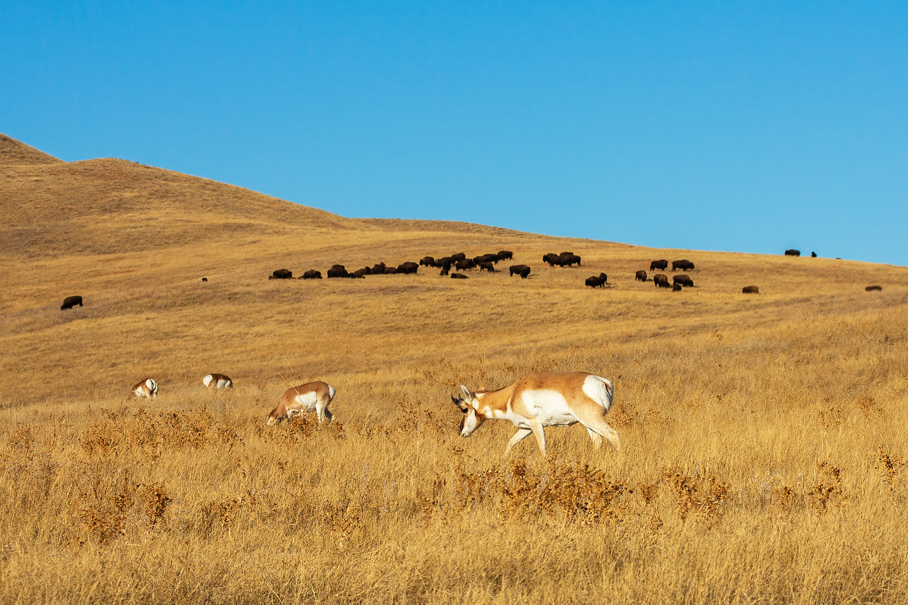 Pronghorns and bison, Custer State Park.  Click for next photo.