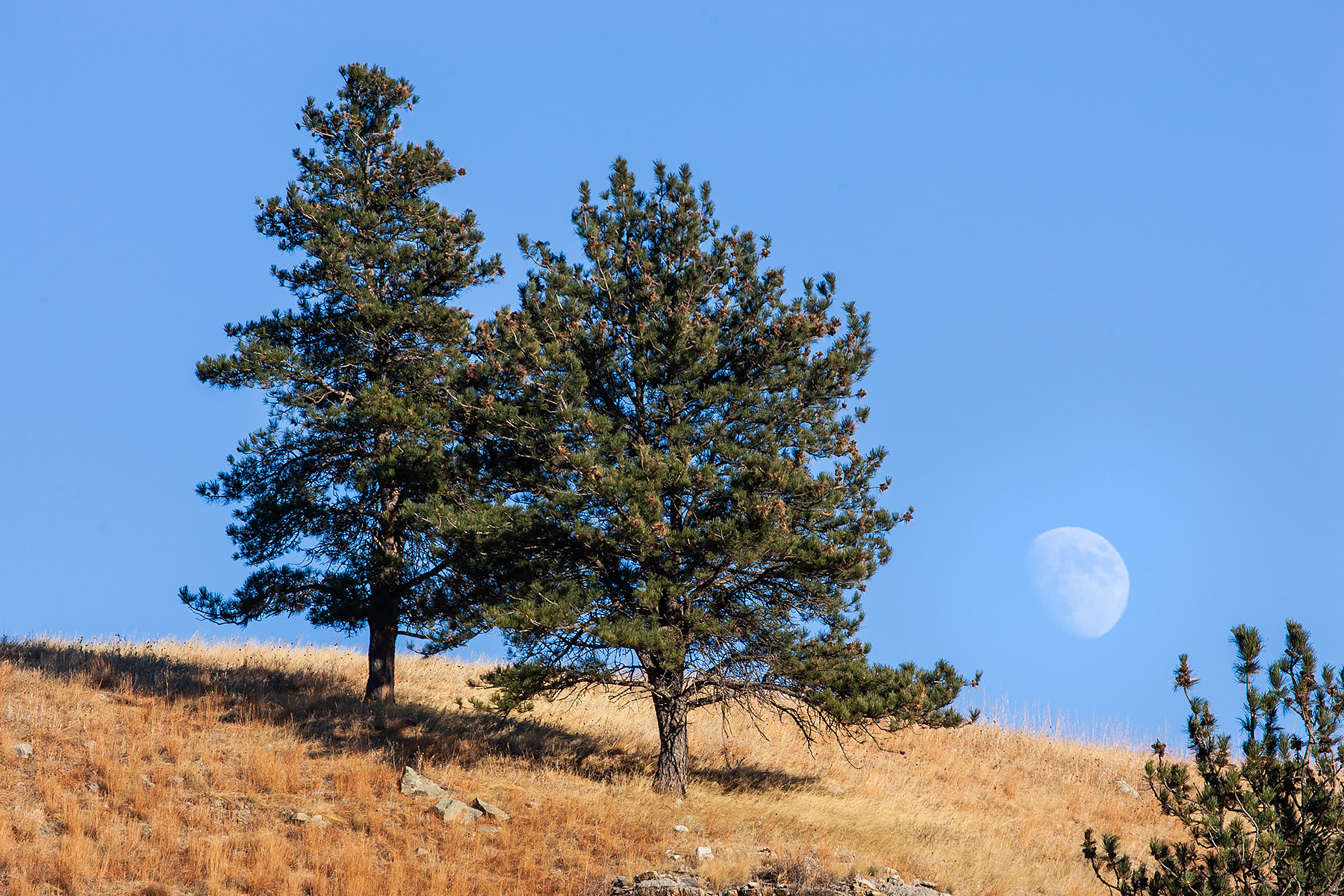 Moon rising, Custer State Park.  Click for next photo.