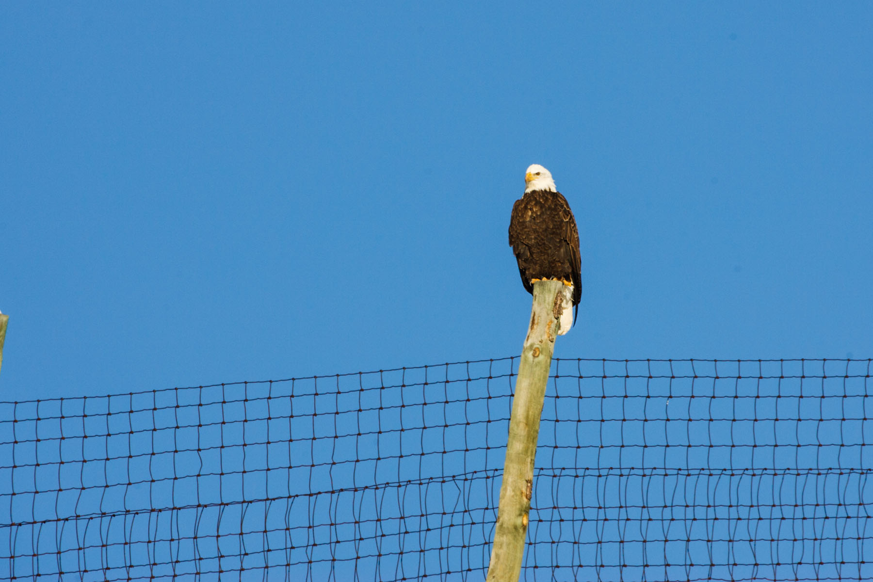 Bald Eagle, Custer State Park, SD.  Click for next photo.