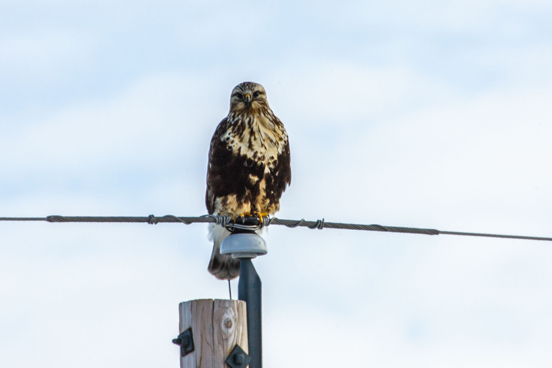 Rough-legged hawk near Fort Randall dam on the Missouri, South Dakota.  Click for next photo.