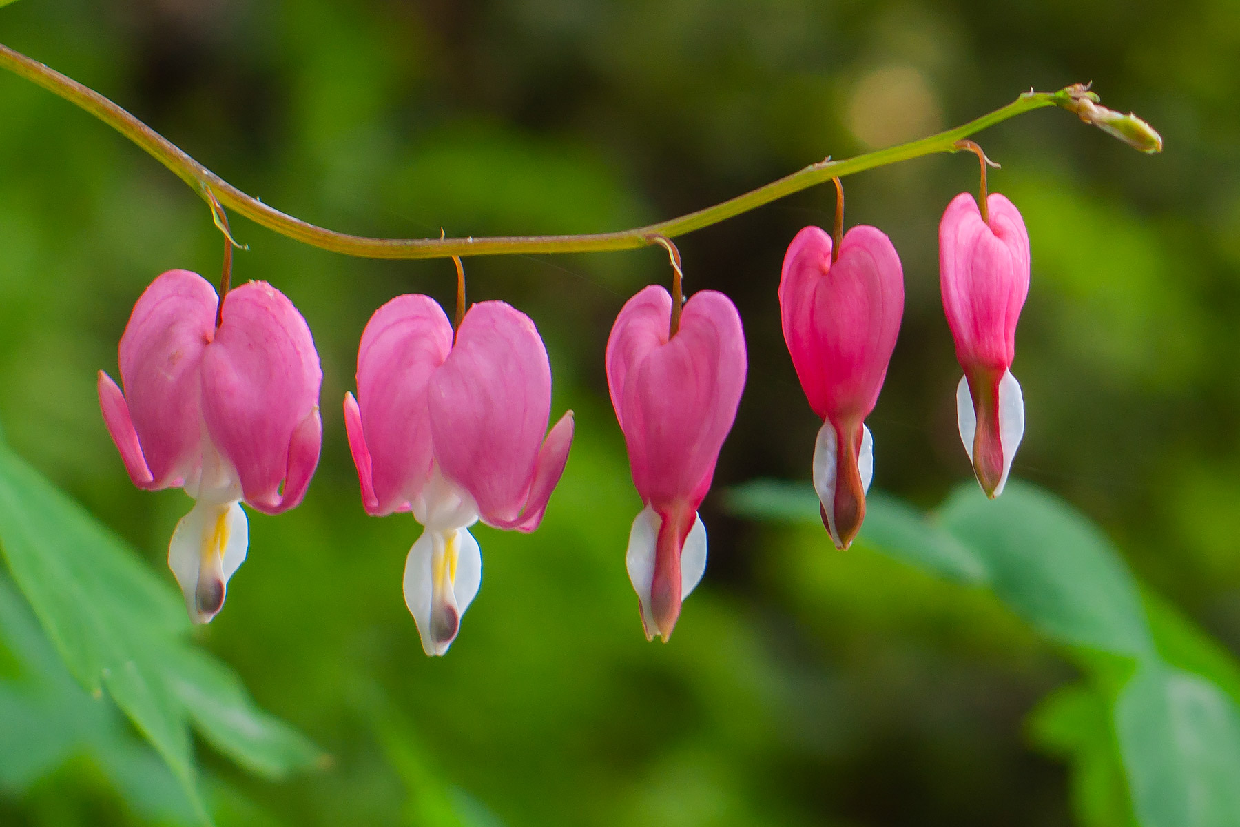 Bleading hearts, Brooklyn Botanic Garden.  Click for next photo.