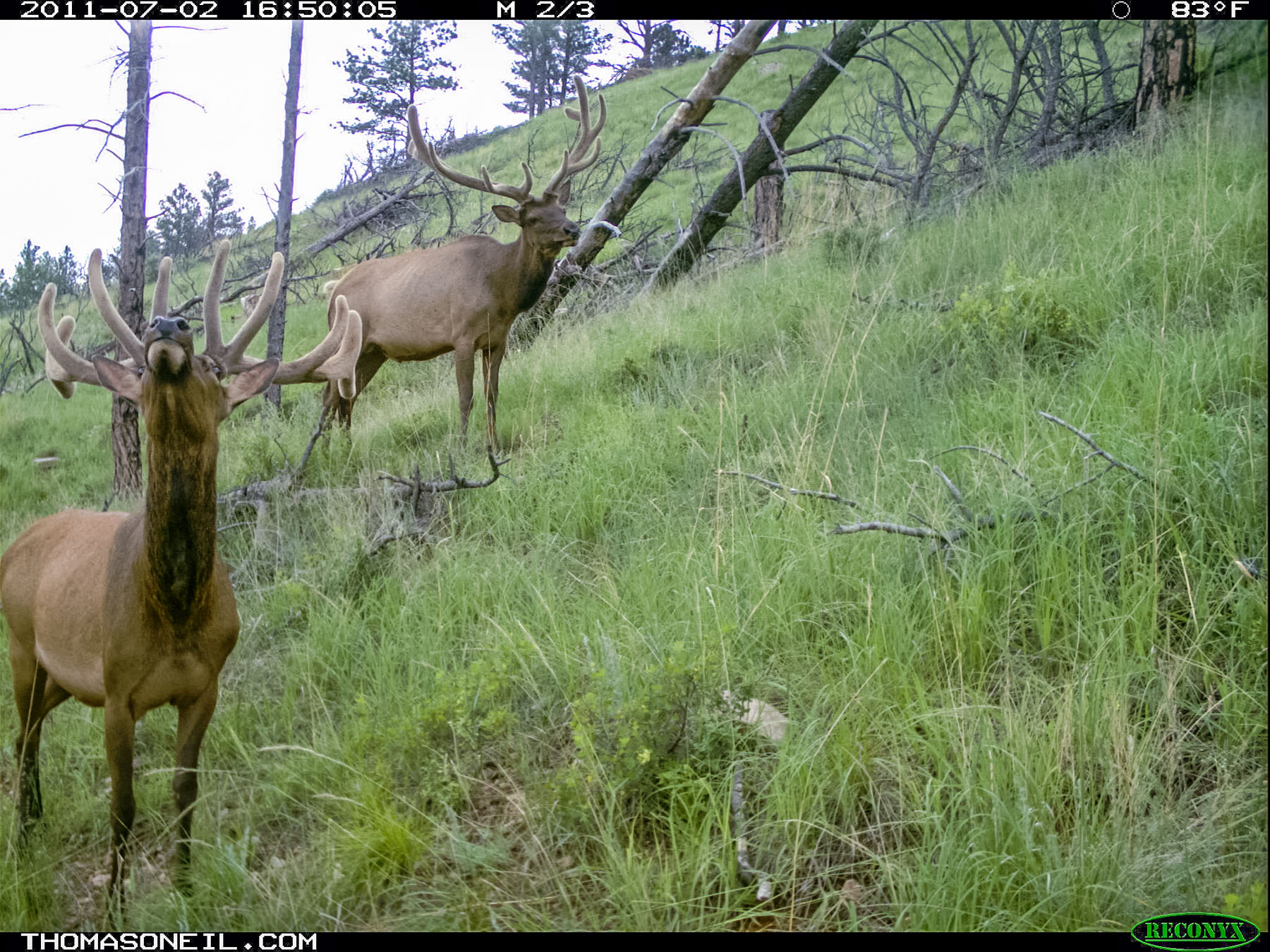 Elk on trail camera, Wind Cave National Park, South Dakota.  Click for next photo.