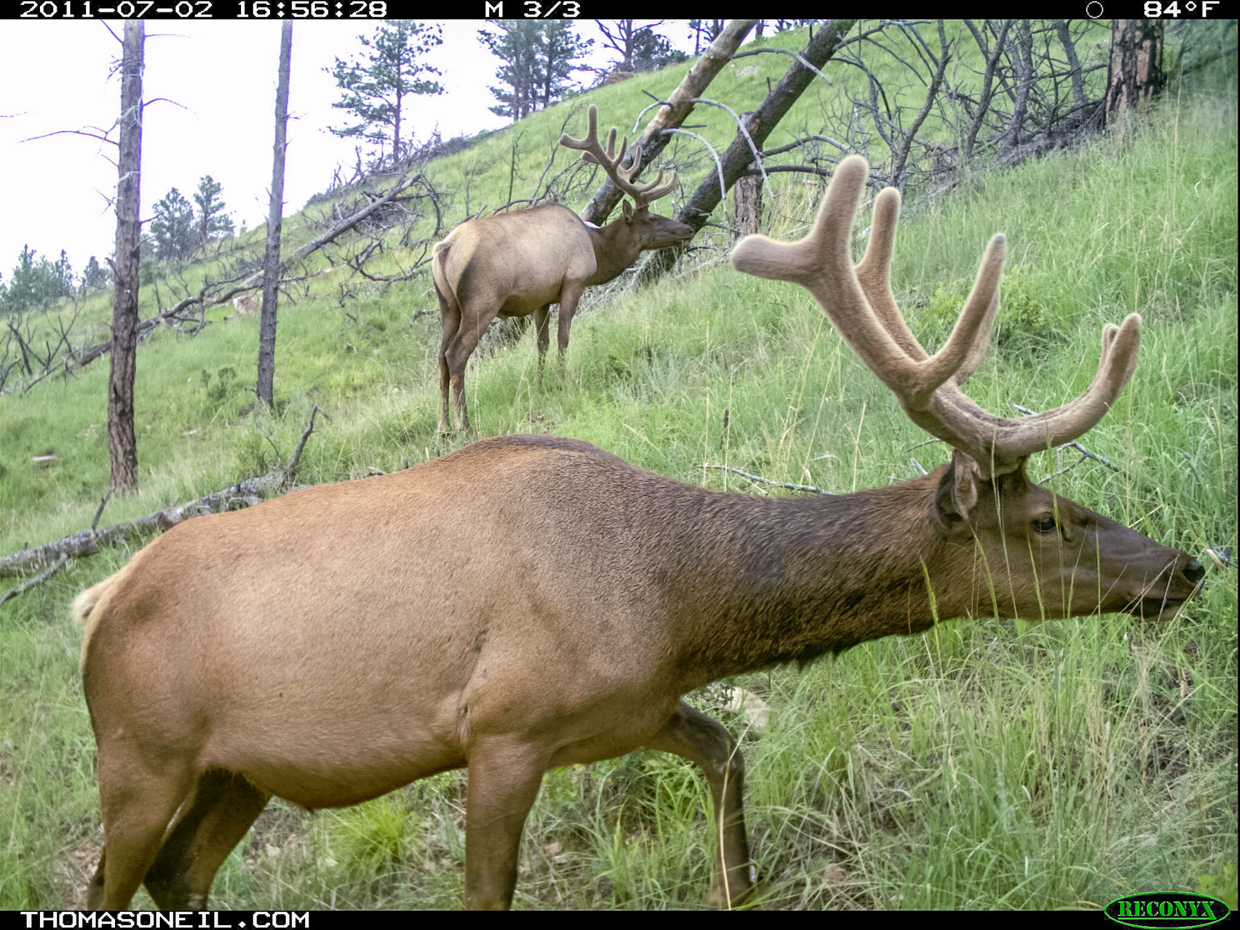 Elk on trail camera, Wind Cave National Park, South Dakota.  Click for next photo.