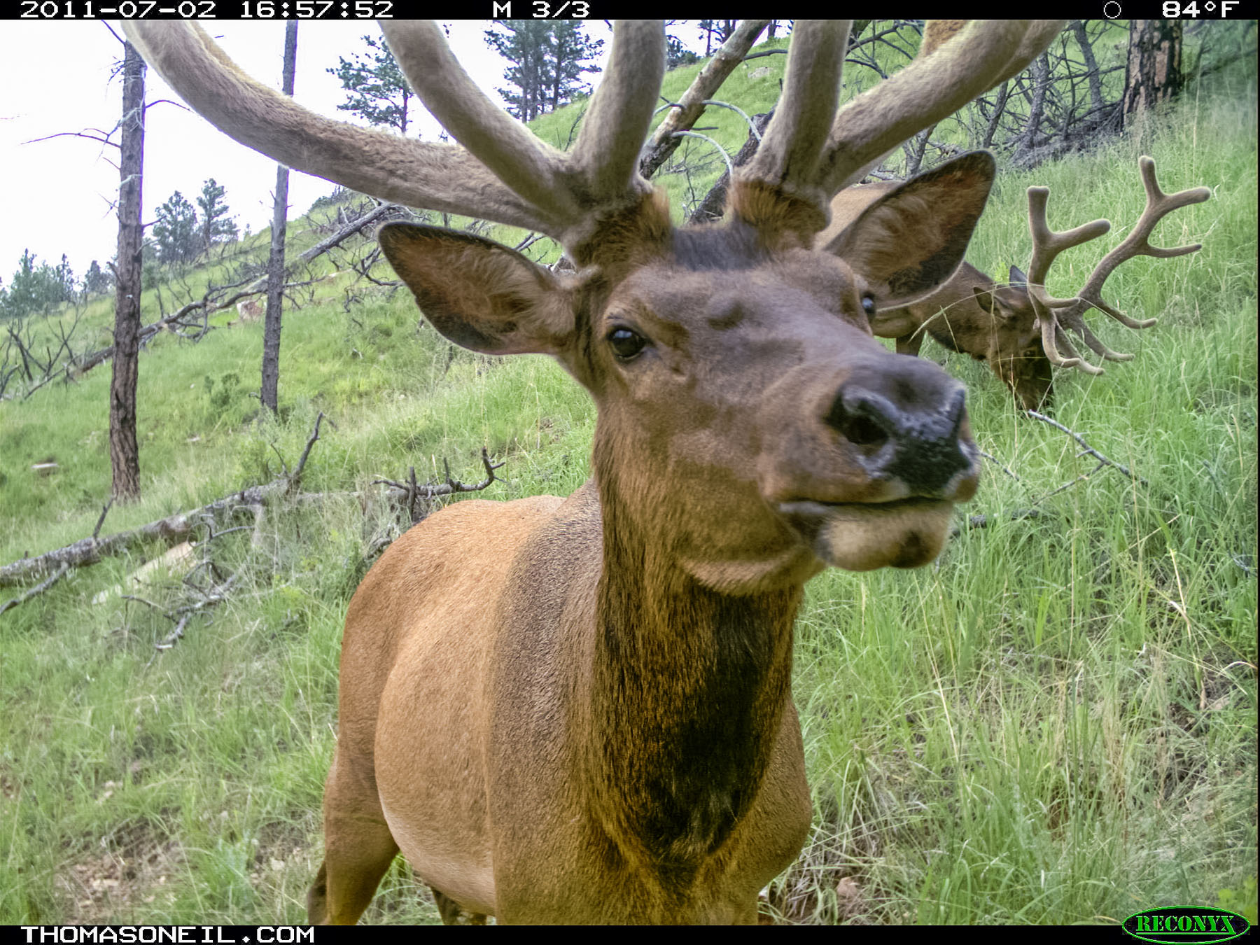 Elk on trail camera, Wind Cave National Park, South Dakota.  Click for next photo.