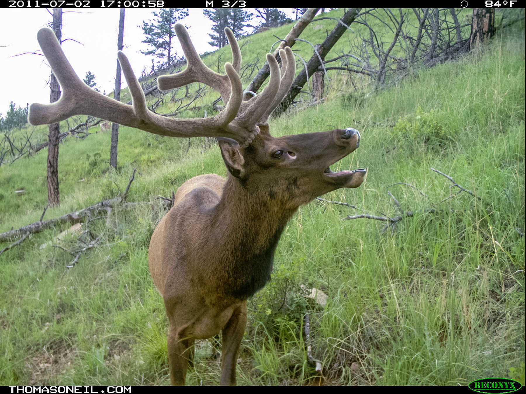 Elk on trail camera, Wind Cave National Park.  Click for next photo.