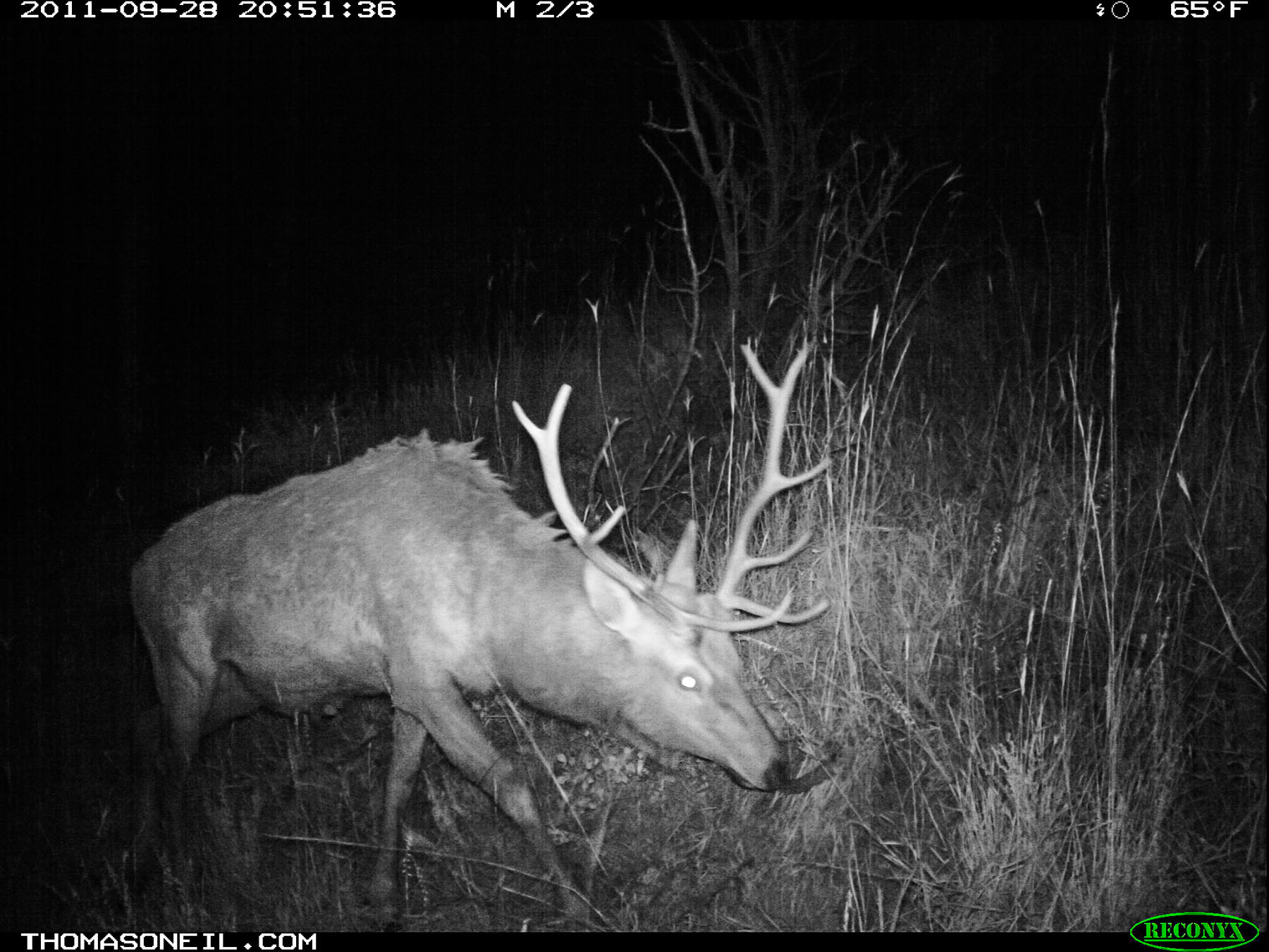 Elk on trail camera, Wind Cave National Park, South Dakota.  Click for next photo.