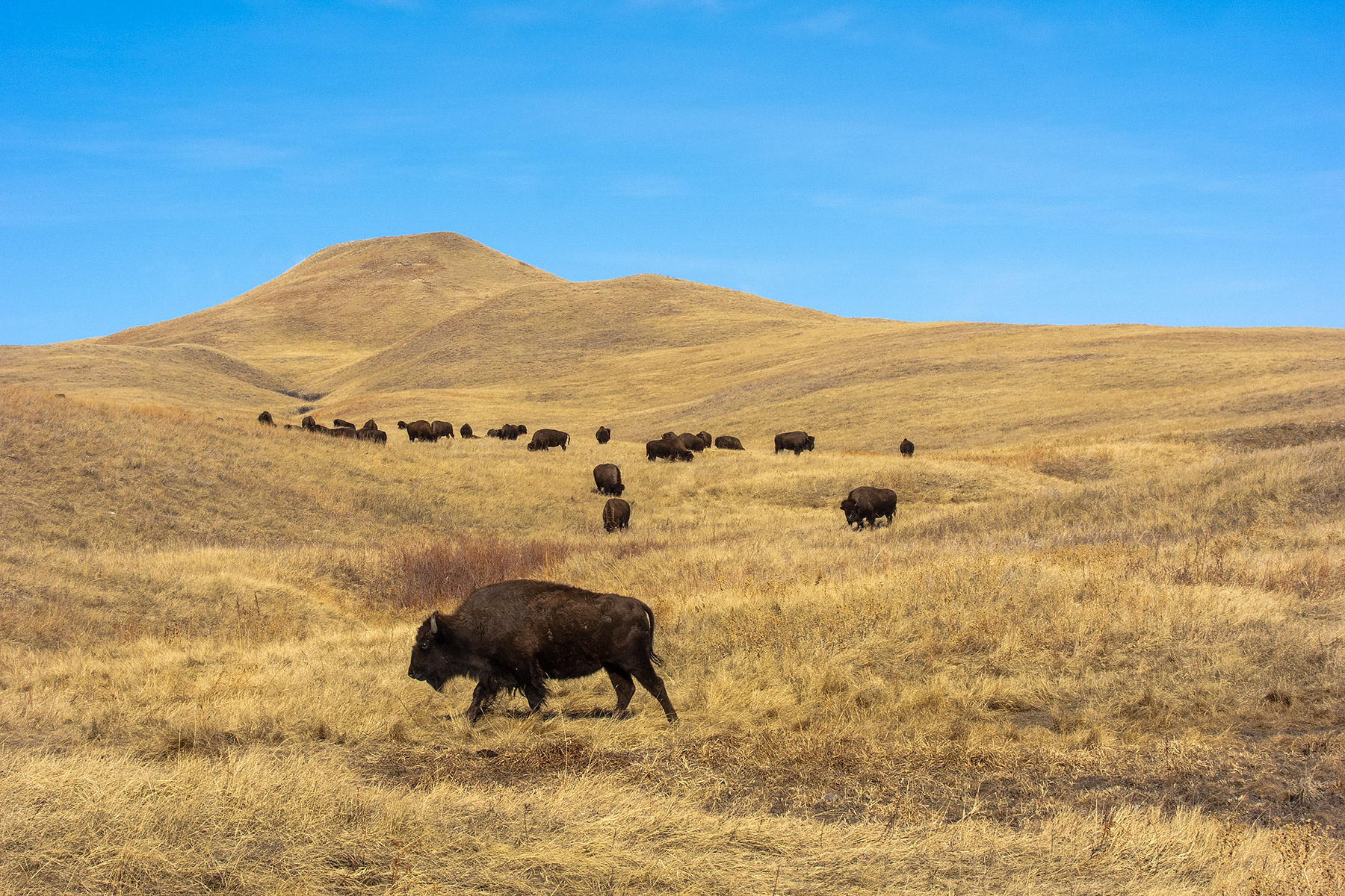 Custer State Park.  Click for next photo.