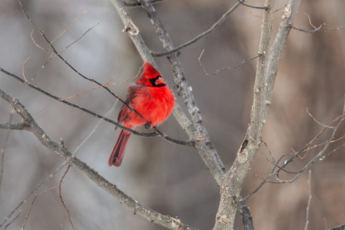 Cardinal, Credit Island, Iowa.