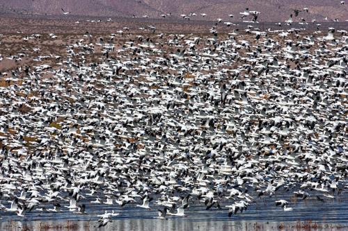 Snow geese, Bosque del Apache NWR, New Mexico.