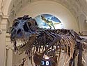South Dakota Tyrannosaurus Rex "Sue" on display at the Field Museum, Chicago.