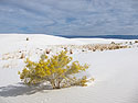 White Sands NM, New Mexico.