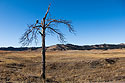 Eagle tree on Highway 87, Custer State Park.  The tree has since been blasted by lightning and I haven�t see eagles in the area recently.