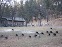 Just part of a huge flock of turkeys near the visitor center, Custer State Park.