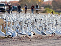 Snow geese on the road, Bosque del Apache NWR, New Mexico.