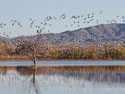 Eagle roosts as snow geese fly by, Bosque del Apache NWR, New Mexico.