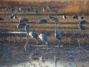 Sandhill cranes, Bosque del Apache NWR, New Mexico.