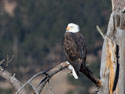 A familiar eagle in Custer State Park a few yards from the south entrance on Highway 87.  I�m fairly sure this is the same eagle seen the the same tree back in 2008, and at other times around the park
