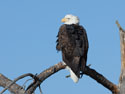Bald eagle, Custer State Park.