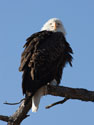 Bald eagle, Custer State Park.
