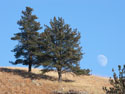 Moon rising, Custer State Park.