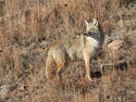 Coyote, Custer State Park.