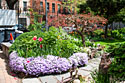 Color in New York City, Clinton Community Garden.