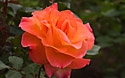 Mardi Gras rose, Brooklyn Botanic Garden.