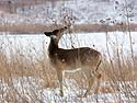 Deer in Neal Smith NWR near Des Moines, Iowa.
