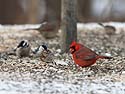 Cardinal at feeder, Credit Island, Iowa.