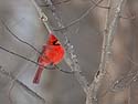 Cardinal, Credit Island, Iowa.