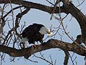 Bald Eagle having a meal, Keokuk, Iowa.