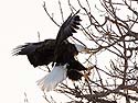 Bald Eagle coming in for a landing, Keokuk, Iowa.