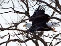 Bald Eagle taking off, Keokuk, Iowa.