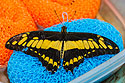 Butterfly, Sertoma Butterfly House, Sioux Falls, SD.
