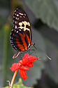 Butterfly, Sertoma Butterfly House, Sioux Falls, SD.