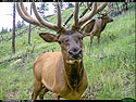 Elk on trail camera, Wind Cave National Park, South Dakota.