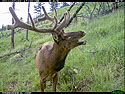 Elk on trail camera, Wind Cave National Park, South Dakota.  Uncropped version.
