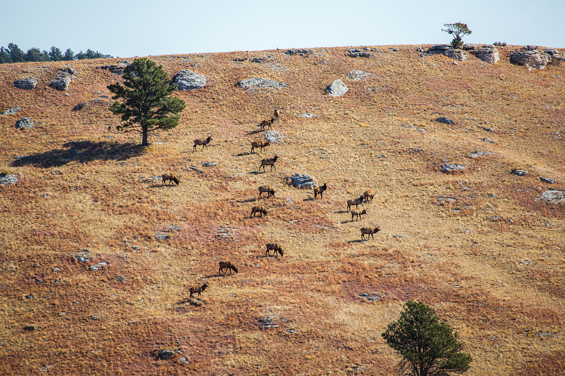 Sixteen elk on a hillside, Wind Cave National Park.  Click for next photo.