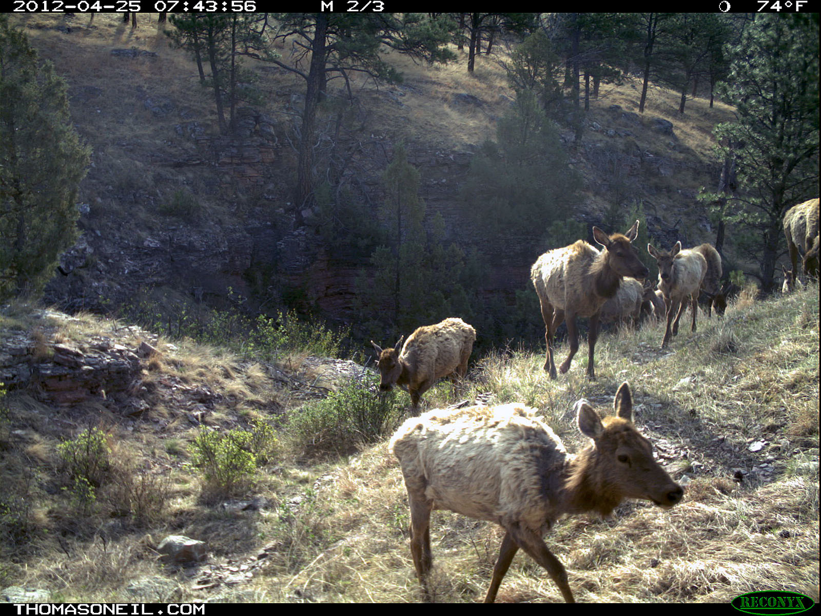 Trailcam picture of elk, Wind Cave National Park.  Click for next photo.