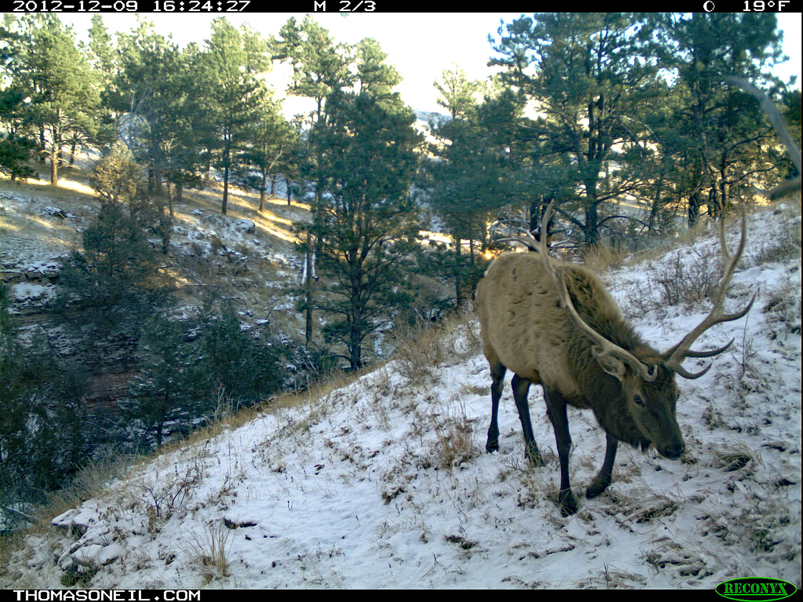 Elk, trailcam photo, Wind Cave National Park, South Dakota.  Click for next photo.