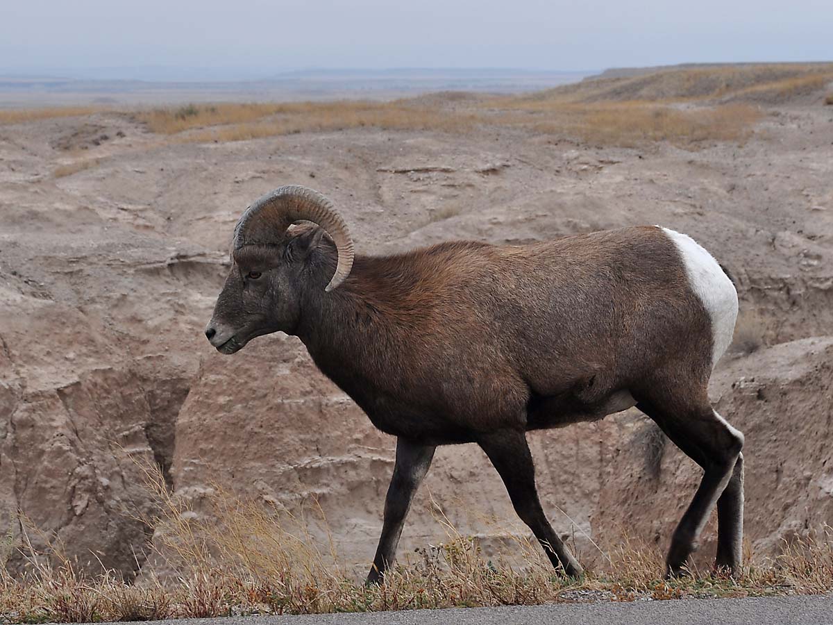 Bighorn sheep in South Dakota Badlands.  This is a different sheep than the prior two images and the snow isnt evident.  Click for next photo.