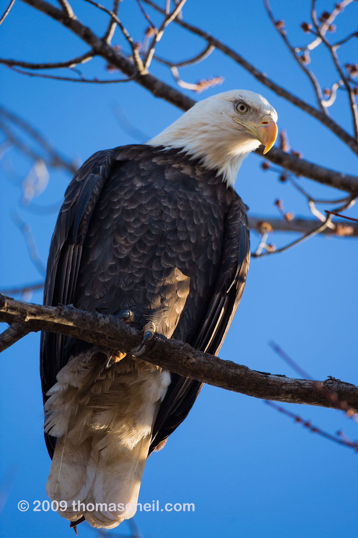 Bald eagle, Squaw Creek National Wildlife Refuge, Missouri.    Click for next photo.