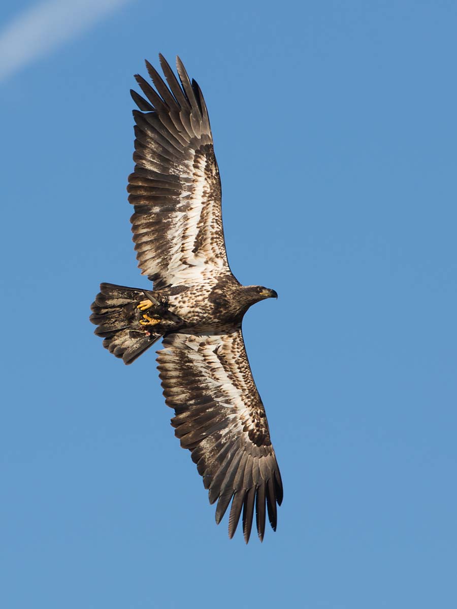 Bald eagle (juvenile), Squaw Creek National Wildlife Refuge, Missouri.    Click for next photo.