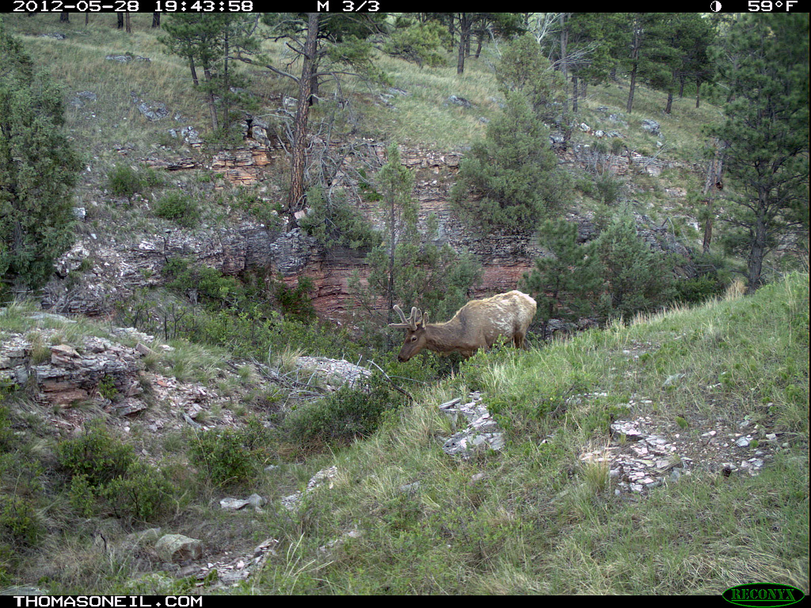 Trailcam picture of elk, Wind Cave National Park.  Click for next photo.