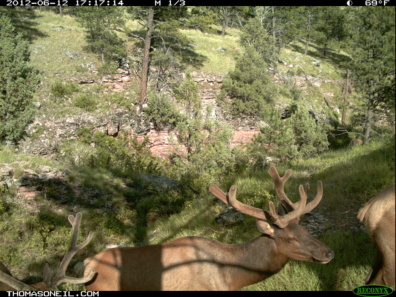 Trailcam picture of elk, Wind Cave National Park.  Click for next photo.