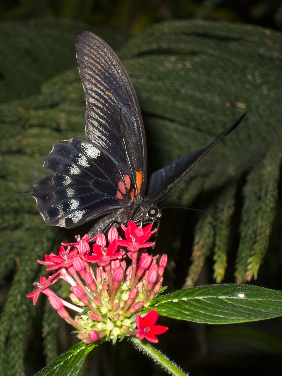Butterfly Conservatory, American Museum of Natural History, New York.  Click for next photo.
