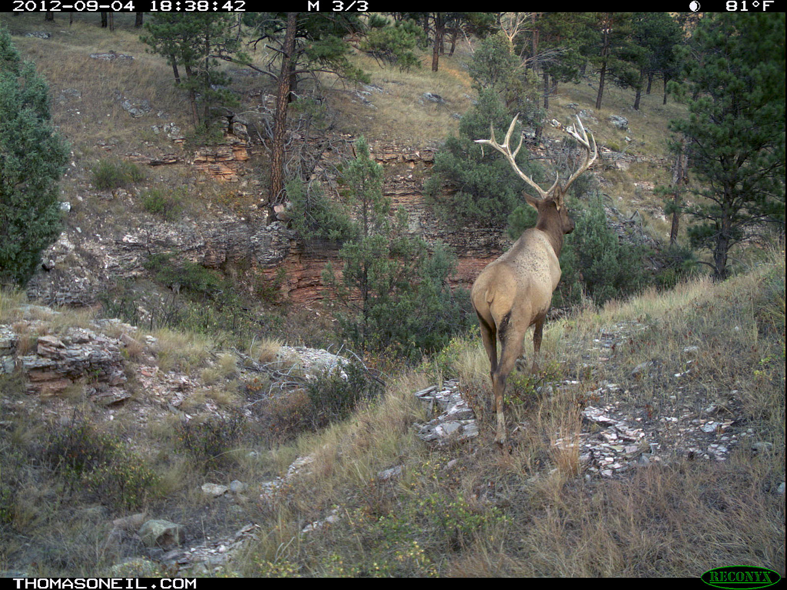 Trailcam picture of elk, Wind Cave National Park.  Click for next photo.